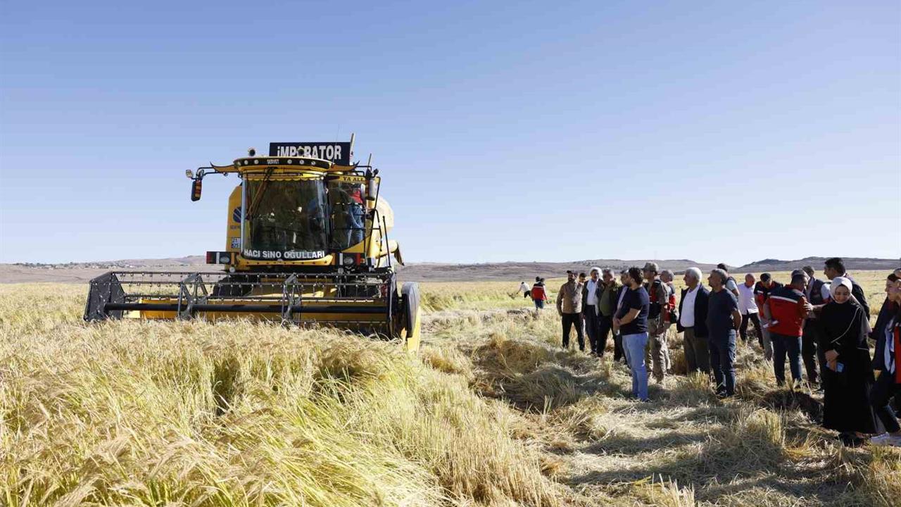 Diyarbakır'da Karacadağ Pirinci Hasadı Sevinci