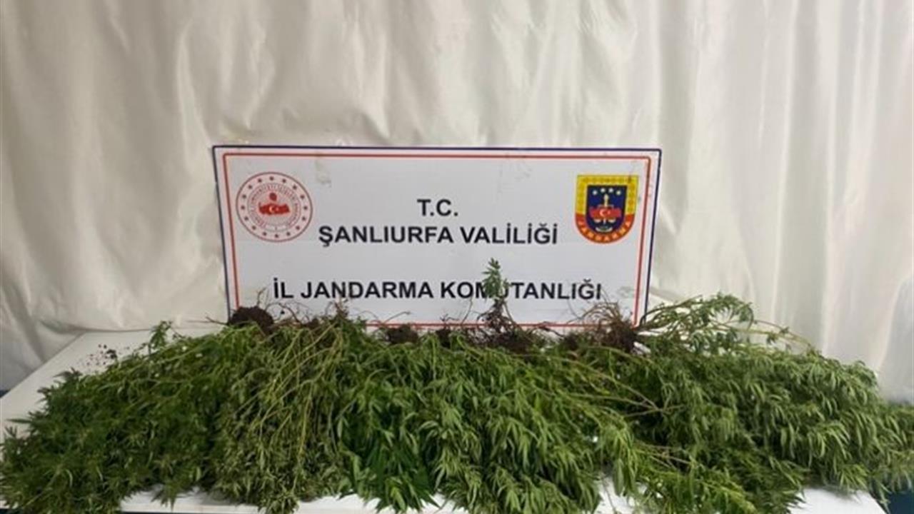 Şanlıurfa'da Uyuşturucu ve Silah Operasyonu: 196 Kök Kenevir Ele Geçirildi