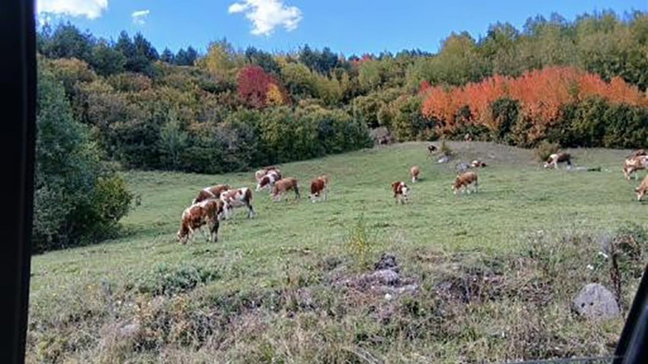 Posof'ta Sonbaharın Güzellikleri: Renk Cümbüşü