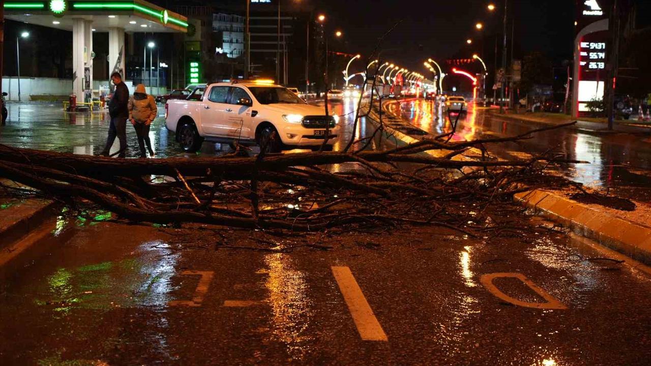 Edirne'de Ağaç Devrildi: Yol Kapandı