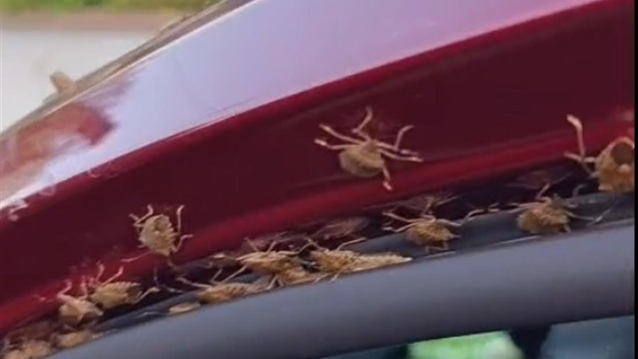 Giresun'da Kahverengi Kokarca İstilası: Evler ve Araçlar Tehdit Altında