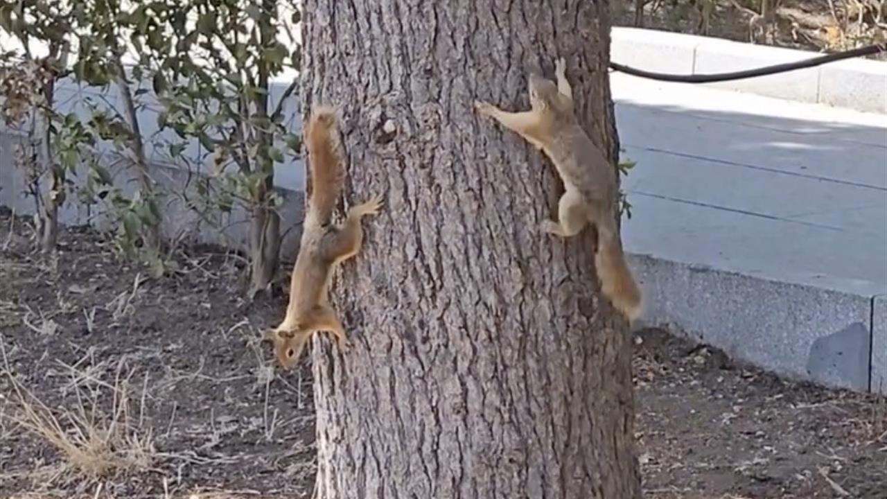 Çanakkale'de Sincaplara Troya Efsanelerinden İsim Verildi