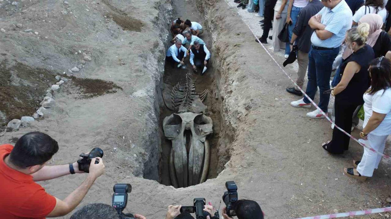 Mersin'de 16 Metrelik Balina İskeleti Keşfi: Heyecan Verici Gelişmeler