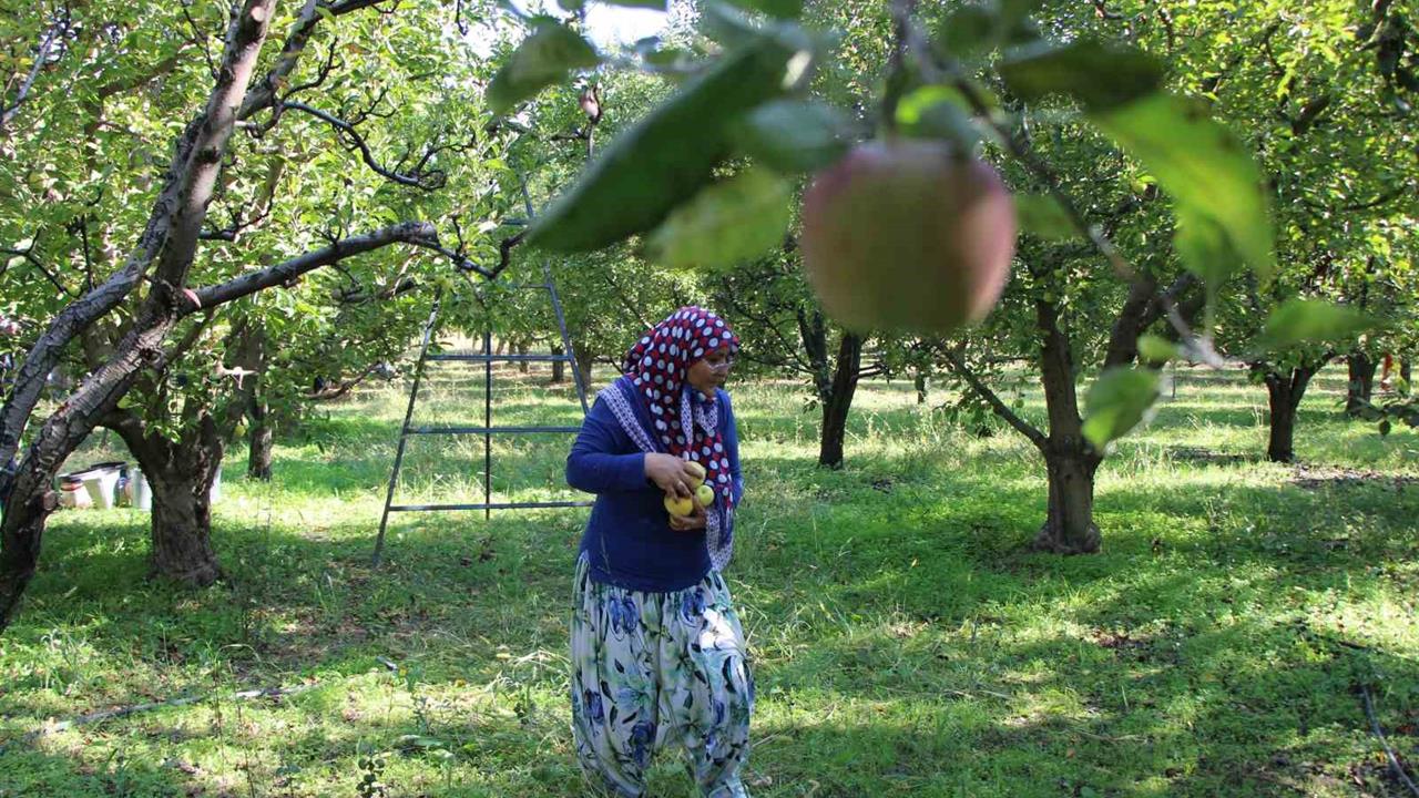Amasya'da Misket Elmasında Hasat Yok