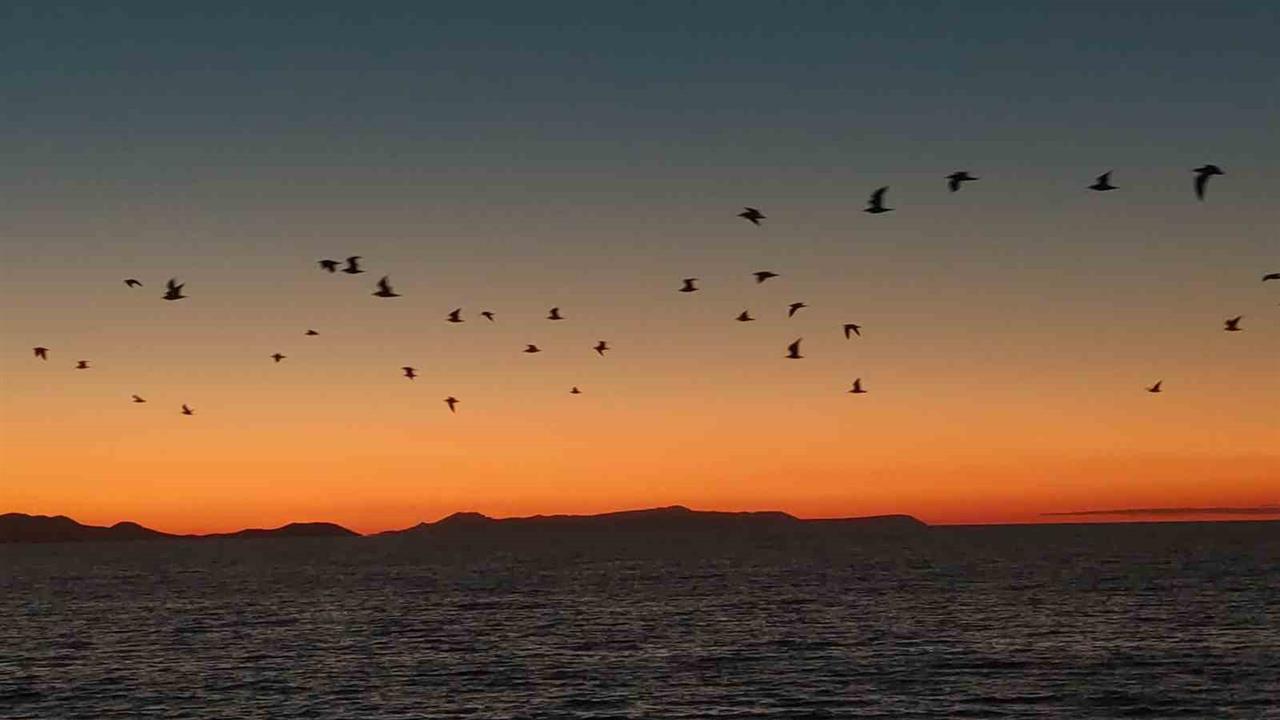Van Gölü'nde Kuşların Akşam Göçü Görsel Şölen Oluşturdu