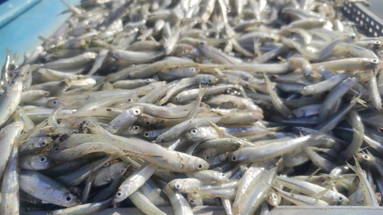 Çekerek'ten Avrupa'ya Balık İhracatı Başladı