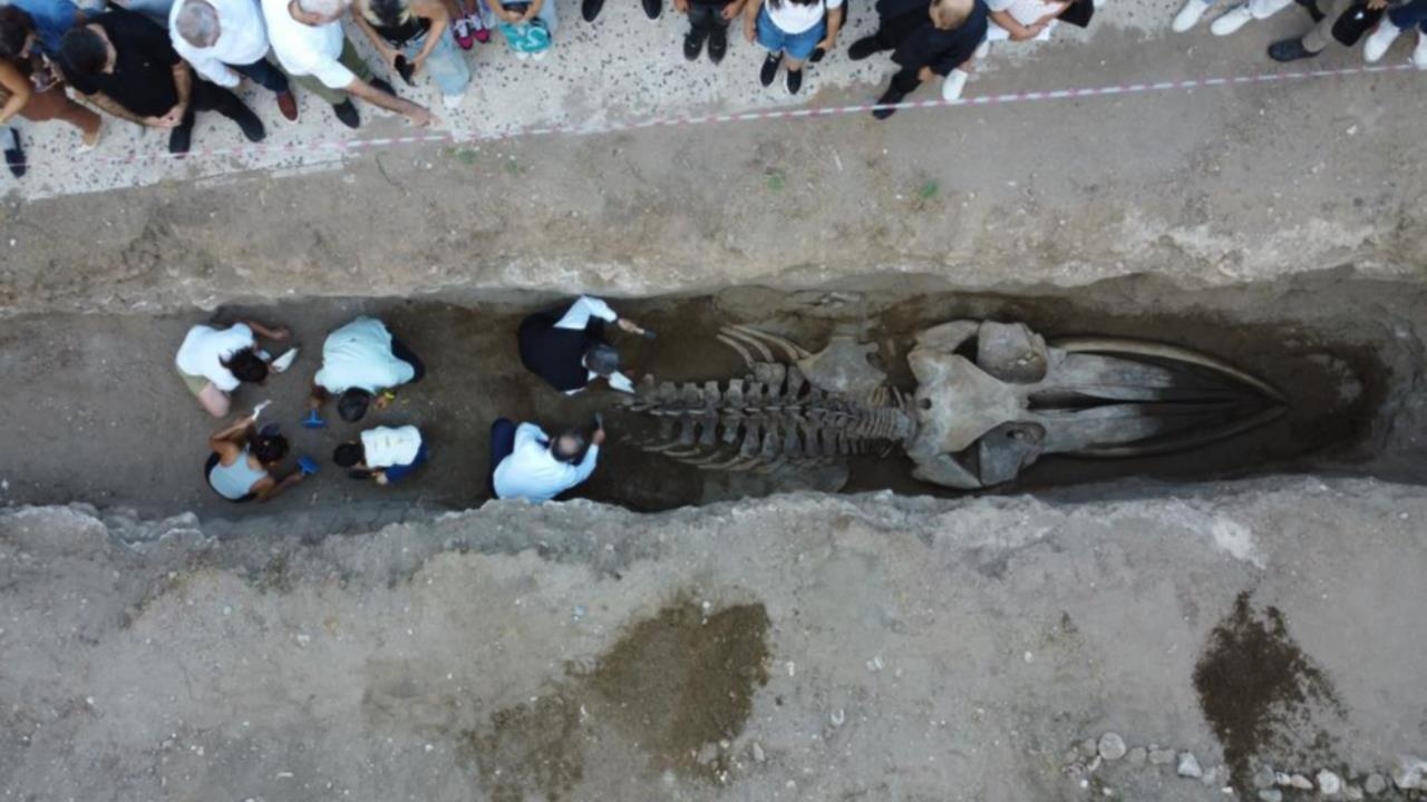 4 Yıl Önce Öldü, Mersin’de Müze Bahçesine Gömüldü: Dev Balinanın Kafatası ve Gövdesi Ortaya Çıkarıldı!