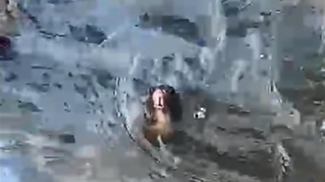 Marmaris’te Rögar Faciası: Fare Boğulmamak İçin Mücadele Ediyor