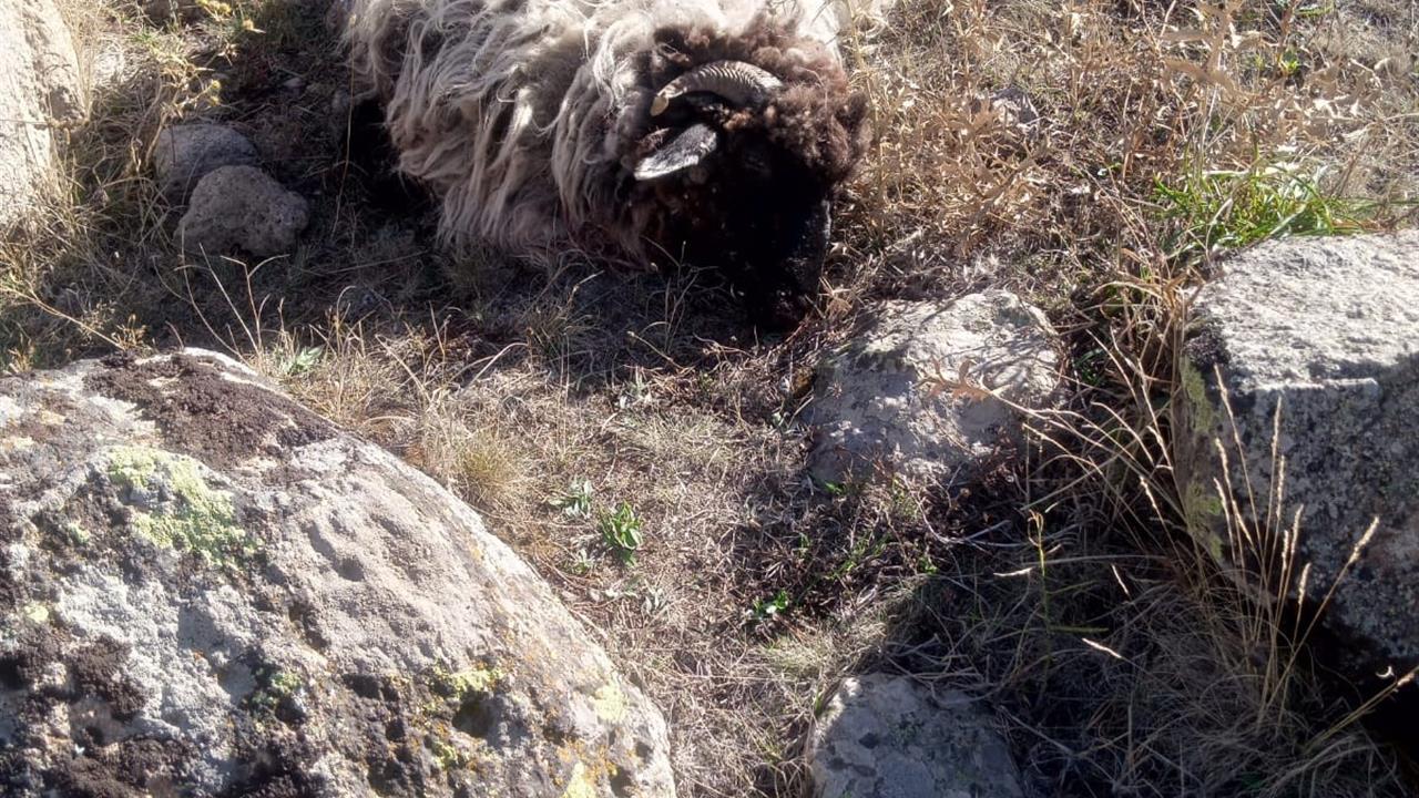 Giresun'da Ayı ve Kurt Saldırısı: 5 Koyun Telef, 18 Kayıp