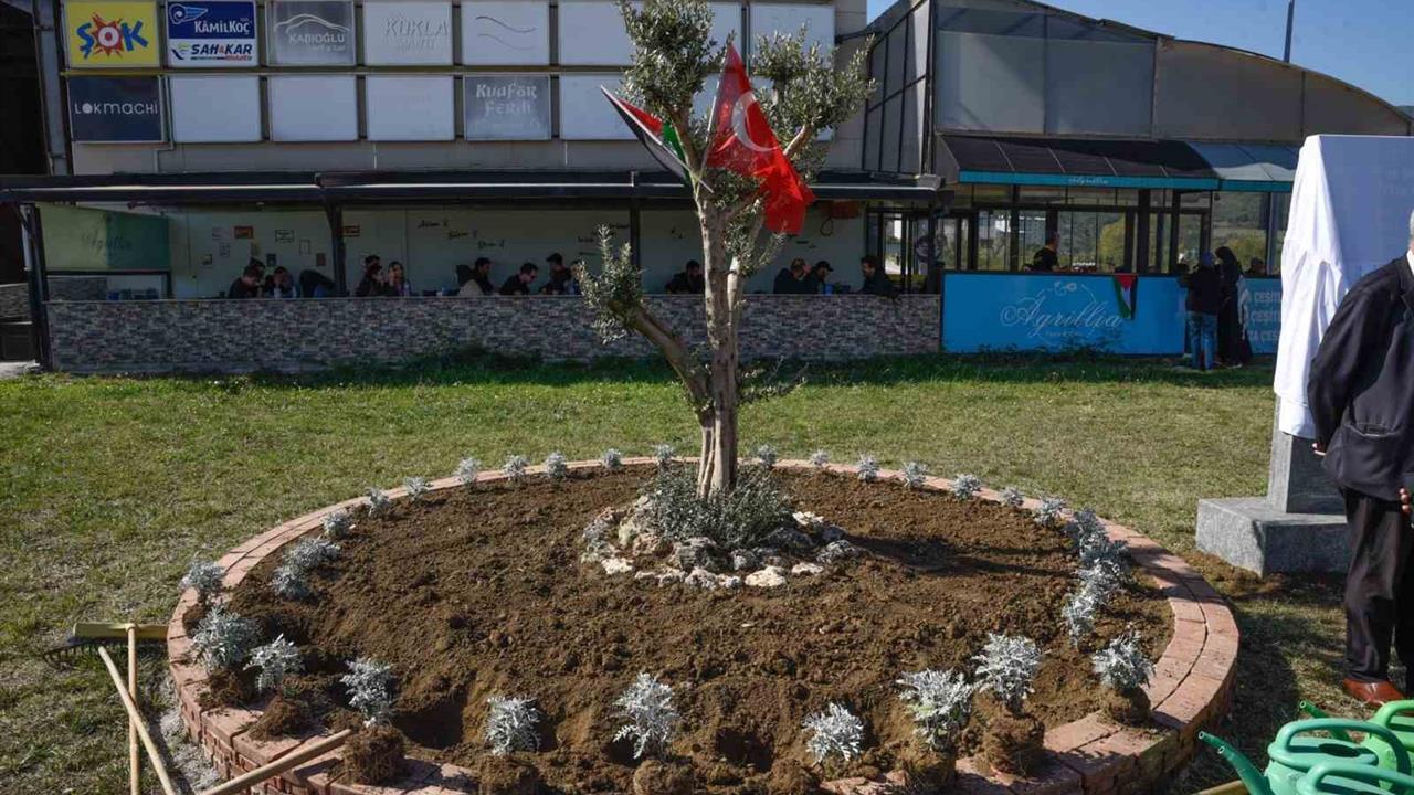 OMÜ'de Filistin İçin Zeytin Ağacı Anıtı Dikildi