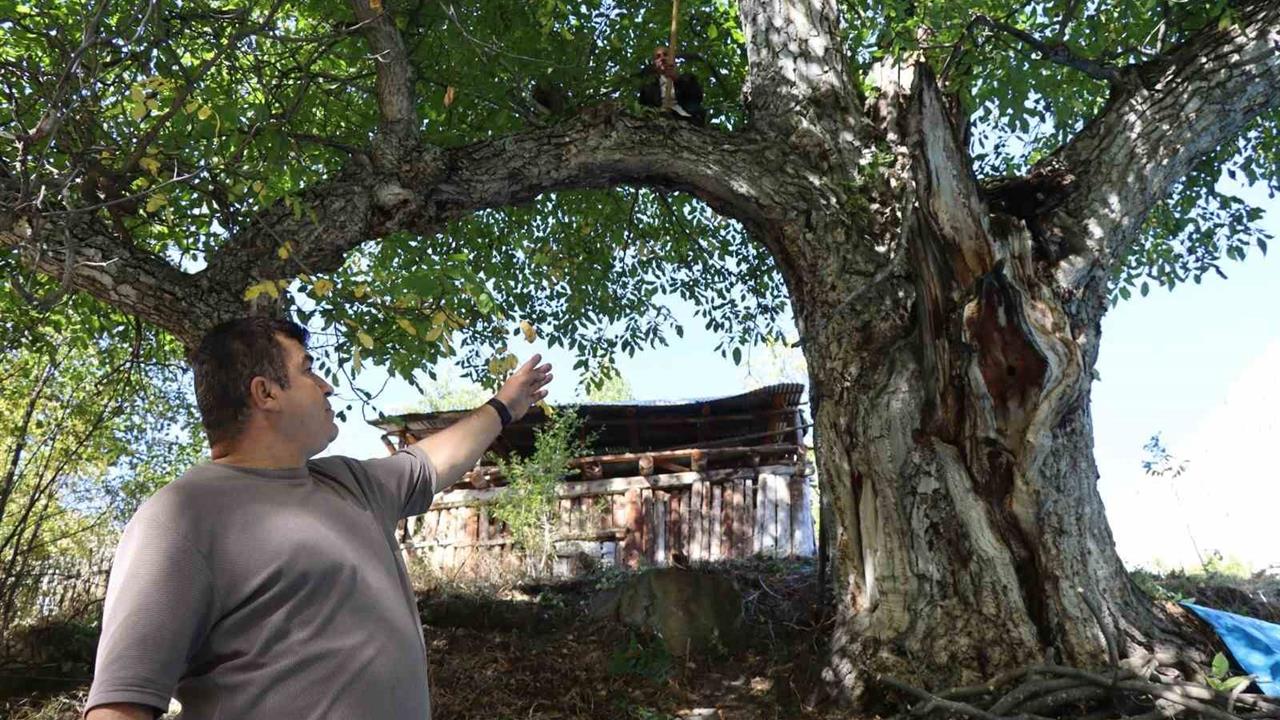 620 Yıllık Ceviz Ağacında Hasat Yapıldı