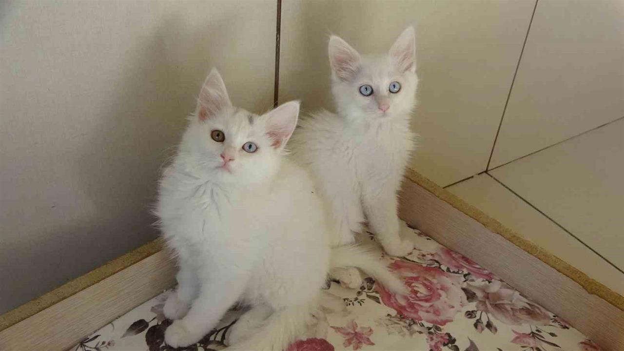 Van Kedilerinde Kırmızı Alarm Kaldırıldı