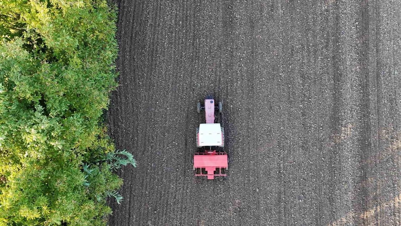 Düzce'de Ata Tohumu Siyez Buğdayı Yetiştirilecek