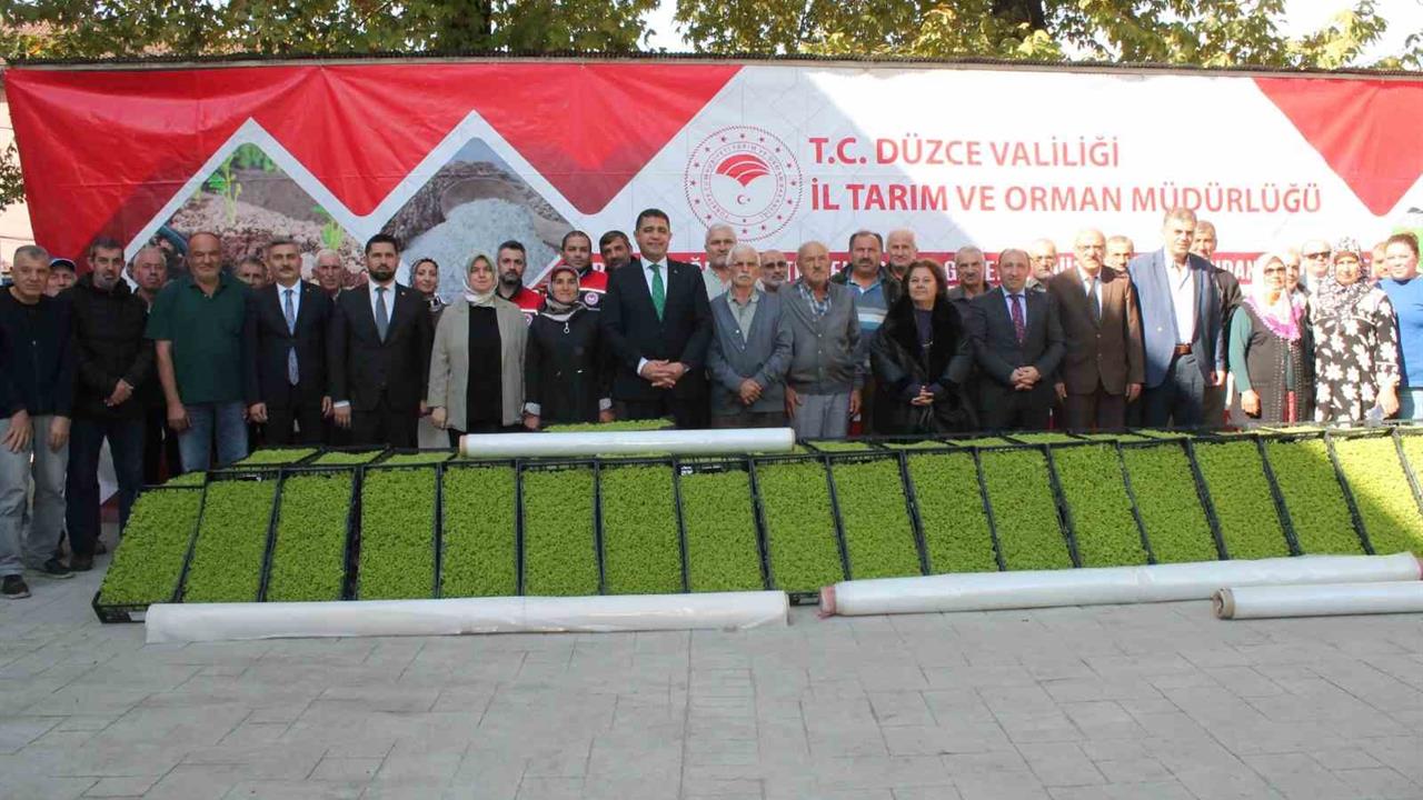 Düzce'de 232 Bin 500 Marul Fidesi Dağıtıldı