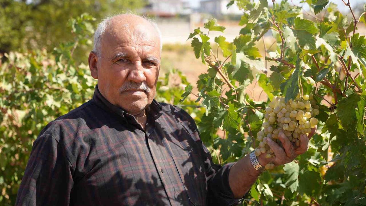 Gaziantep'te Alternatif Tarım: Üzüm Bağları Örnek Oluyor