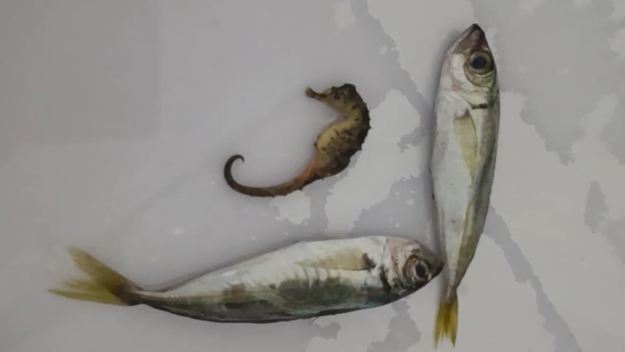 Yüksekova'da Balıkların Arasında Denizatı Bulundu