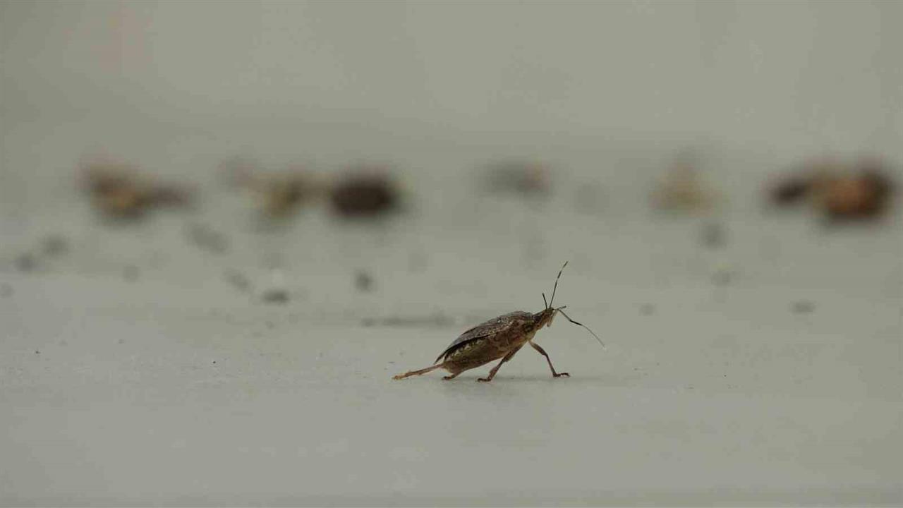 Ordu'da Kahverengi Kokarca İstilasına Tepkiler Artıyor