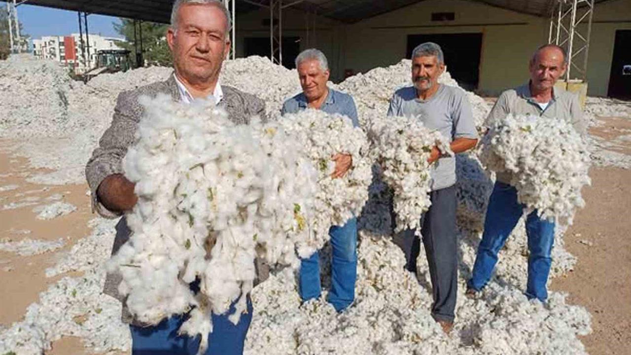 Gaziantep'te Pamuk Hasadı Başladı: Düşük Fiyatlar Üreticiyi Zorluyor