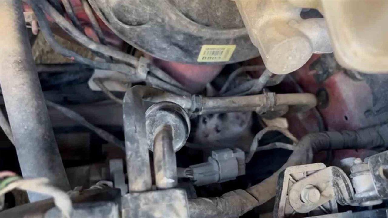 Tekirdağ'da Yavru Kedileri İtfaiye Kurtardı