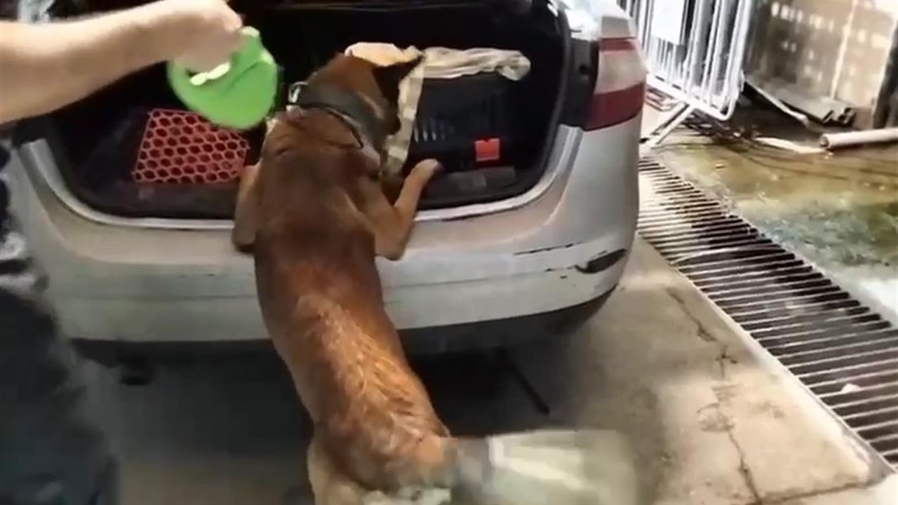 Balıkesir'de Kedi Çantasında Uyuşturucu Ele Geçirildi