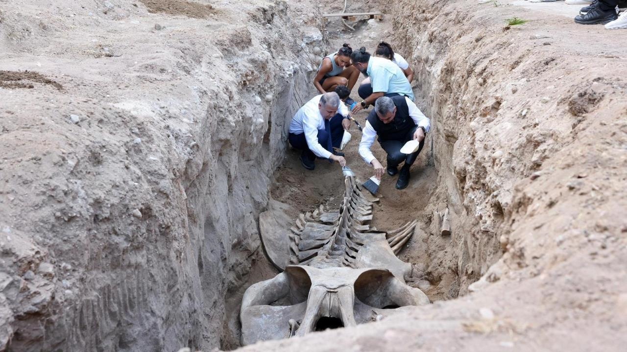 Vali Toros, Fin Balinası İskeletinin Bilimsel Kazı İle Topraktan Çıkarılması Programına Katıldı