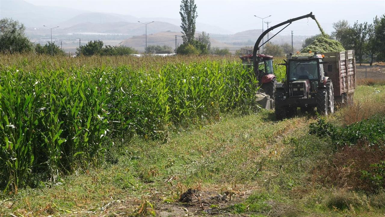 Erzincan'da 98 Dönüm Mısır Hasadı Gerçekleşti