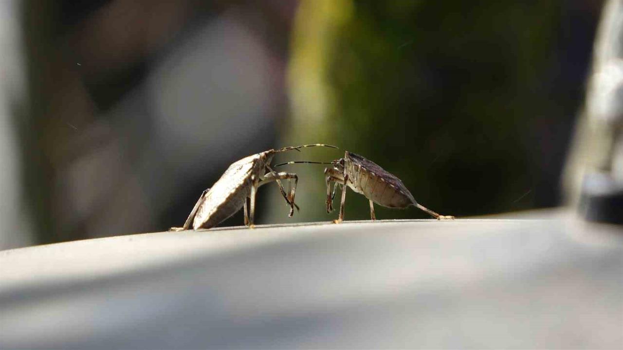 Trabzon'da Kahverengi Kokarca İle Mücadele Devam Ediyor
