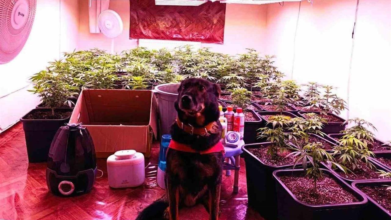 Kırıkkale'de Kiralık Dairede Kenevir Yetiştiren Şahıs Yakalandı