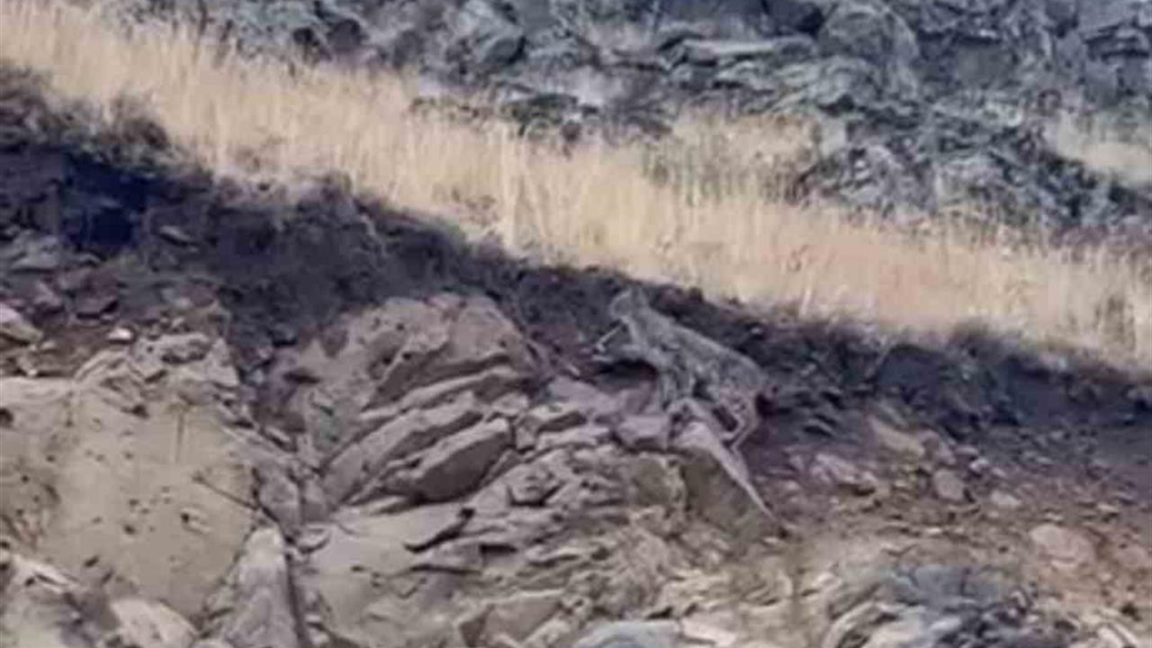 Kars'ta Nadir Görülen Vaşak Görüntülendi