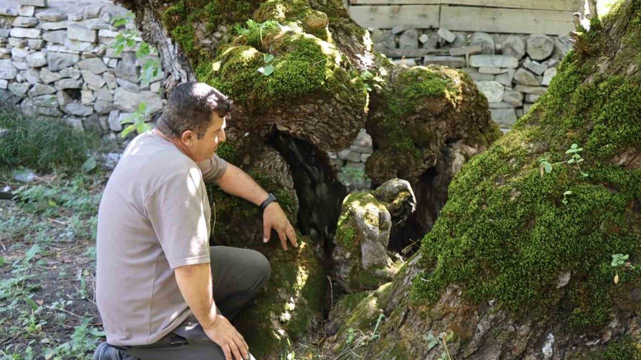 Erzurum'da 300 Yıllık Dut Ağacında İlginç Siluet