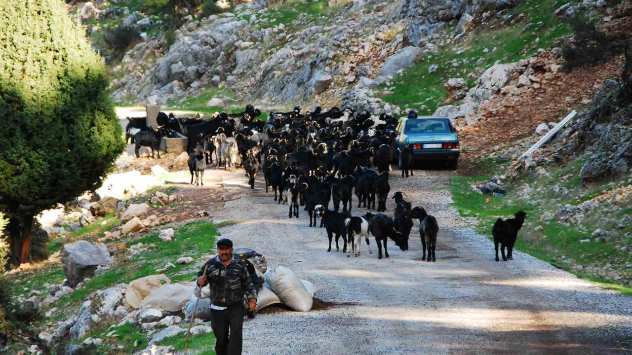 Antalya’da Yörükler Geleneksel Göç Yolculuğuna Çıktı