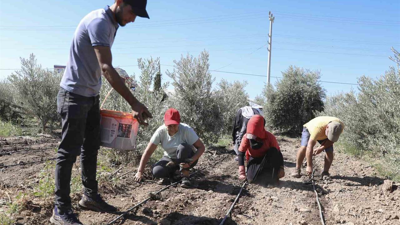 Mersin'de Üreticilere Enginar Yumrusu Desteği: Yeni Bir Tarım Projesi Başlatıldı