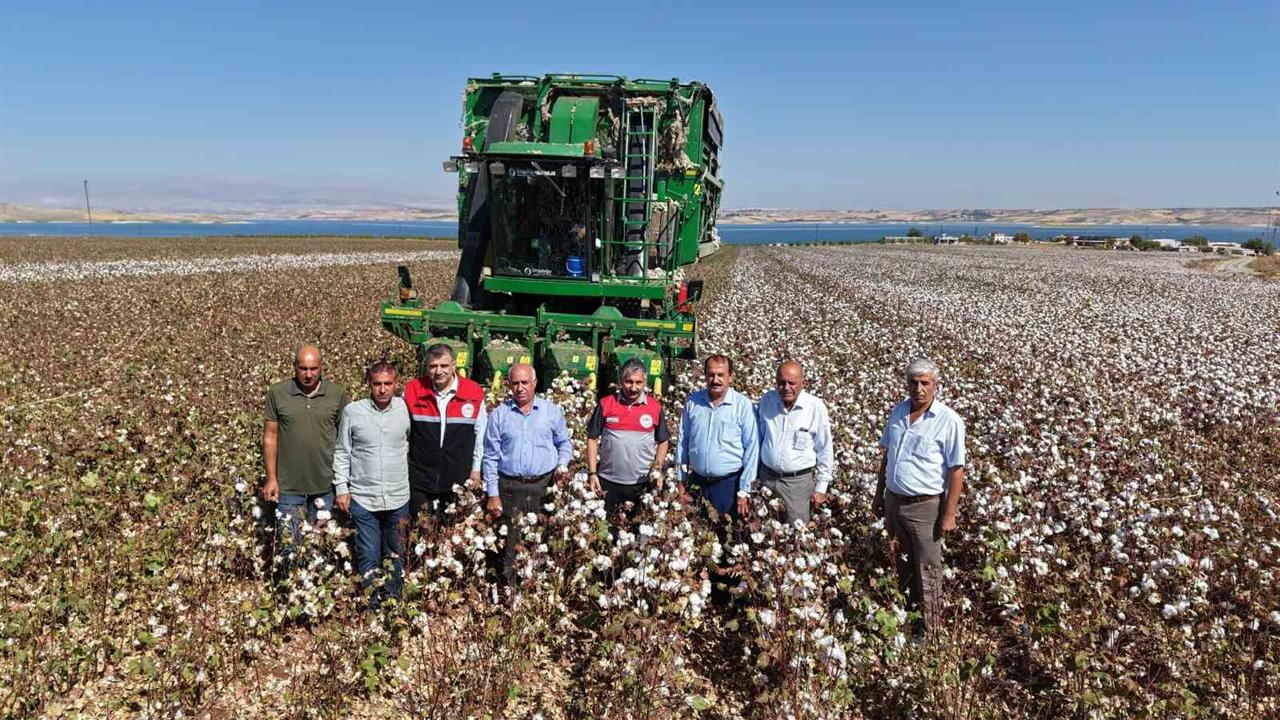 Adıyaman'da 2025 Yılı Pamuk Hasadı Başladı