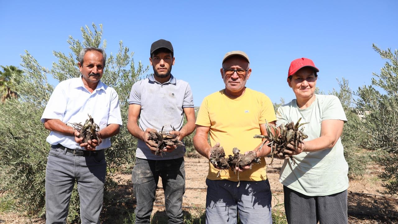 Mersin'de İlkkez Enginar Yumrusu Dağıtacak