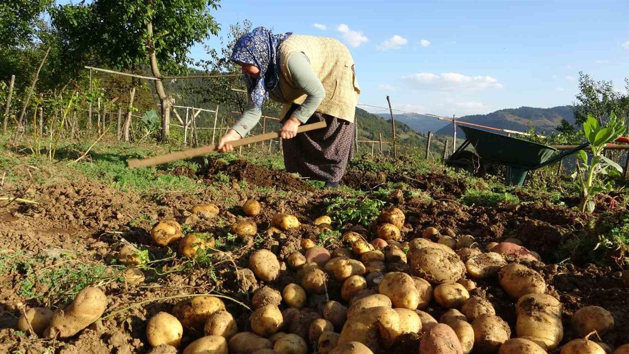 Giresun Yaylalarında Patates Hasadı Zamanı Geldi