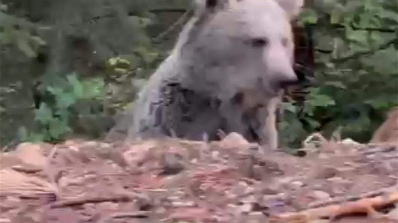 Bolu'da Ayıyla Sohbet: "Selamın Aleyküm Kanka" Dedi