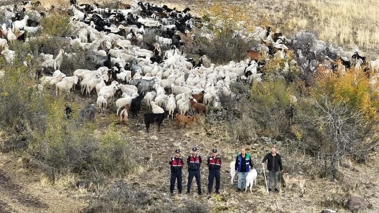 Beypazarı'nda Kayıp 544 Küçükbaş Hayvan Bulundu