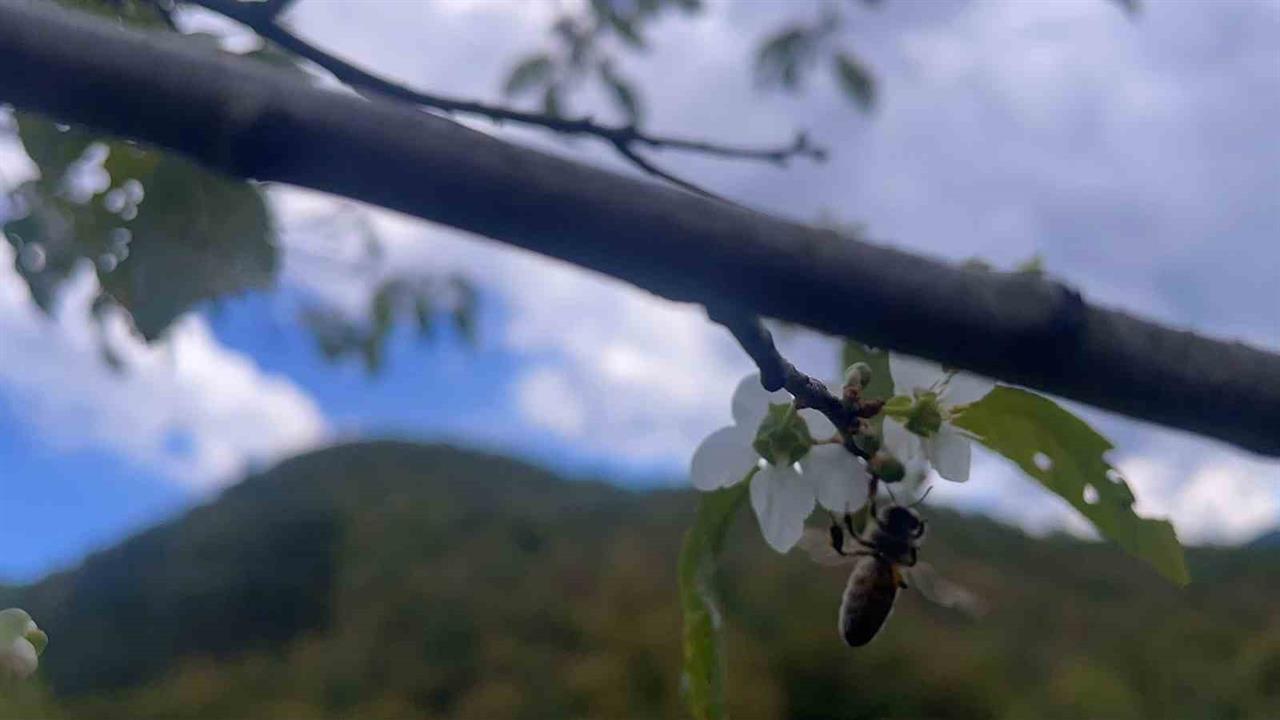 Bartın'da Ağaçlar İkinci Kez Çiçek Açıyo