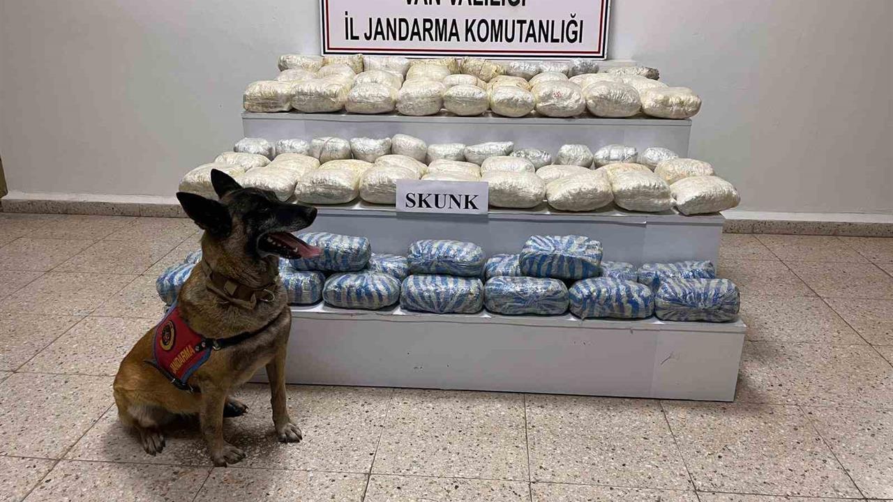Van'da 47 Kilo Skunk Ele Geçirildi