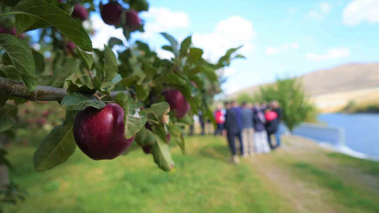 Muş'ta Elma Hasadından 100 Milyon Liralık Gelir Bekleniyor