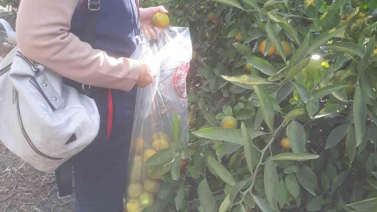 Söke'de Hasat Öncesi Pestisit Denetimi Yapıldı