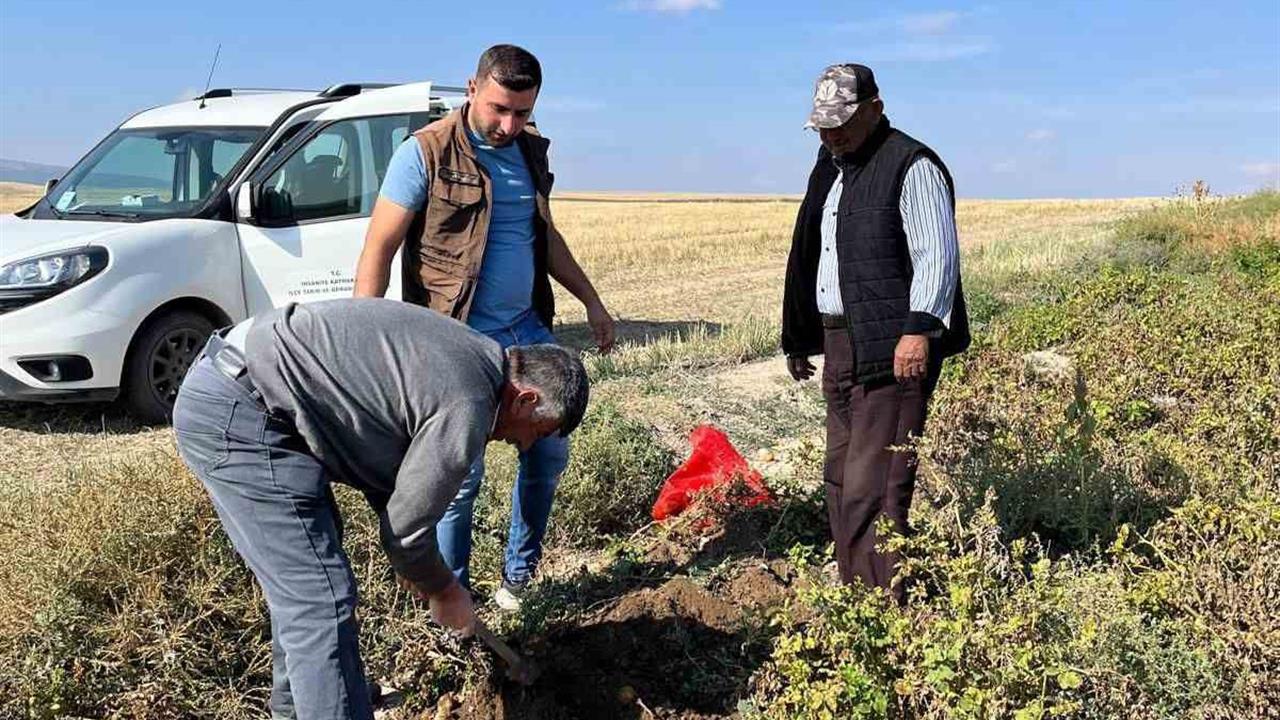 İhsaniye'de Patates Hasadı Öncesi İnceleme Yapıldı