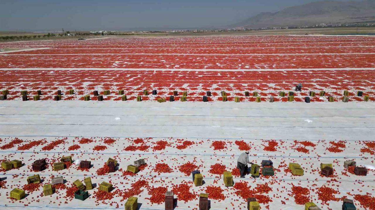 Niğde'de Güneşte Kurutulan Domatesler Dünya Sofralarını Şenlendiriyor