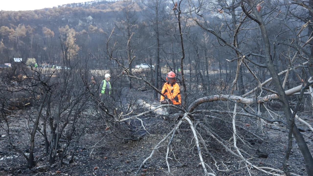 Honaz Dağı'nda Yeniden Ağaçlandırma Çalışmaları Başladı