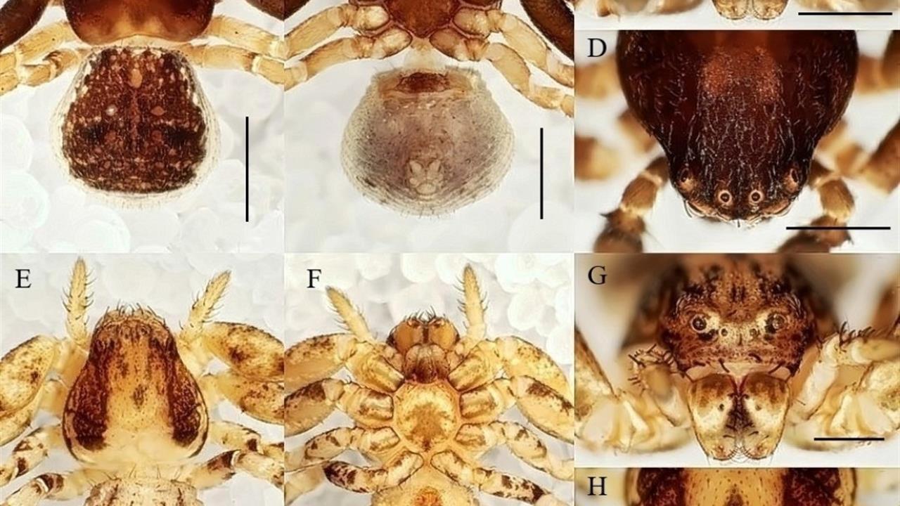 Manisa'dan 20 Yeni Tür Keşfi: Bilim Dünyasına Katkı