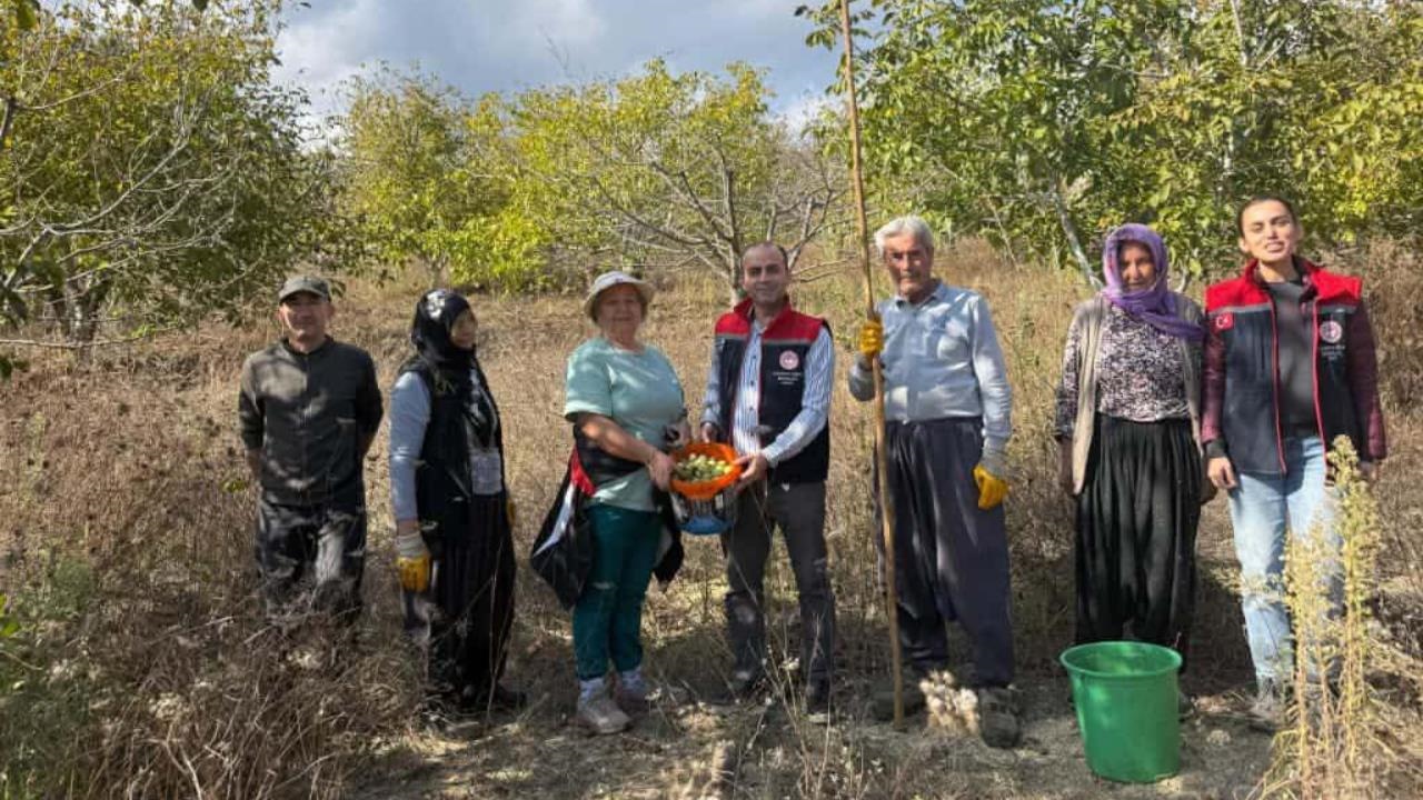 Çamlıyayla'da Ceviz Hasadı