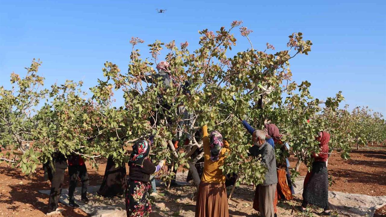 Gaziantep'te Antep Fıstığı Rekoltesinde Düşüş Yaşandı