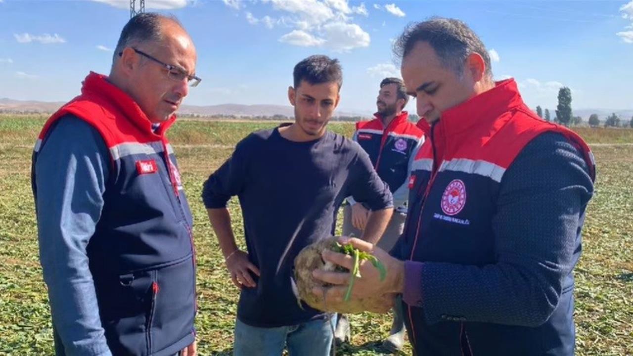 Bayburt'ta Şeker Pancarı Hasadı Başladı