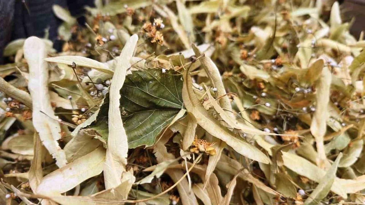 Samsun'da Ihlamur Fiyatları Uçtu: 1.500 TL Kilo Başına