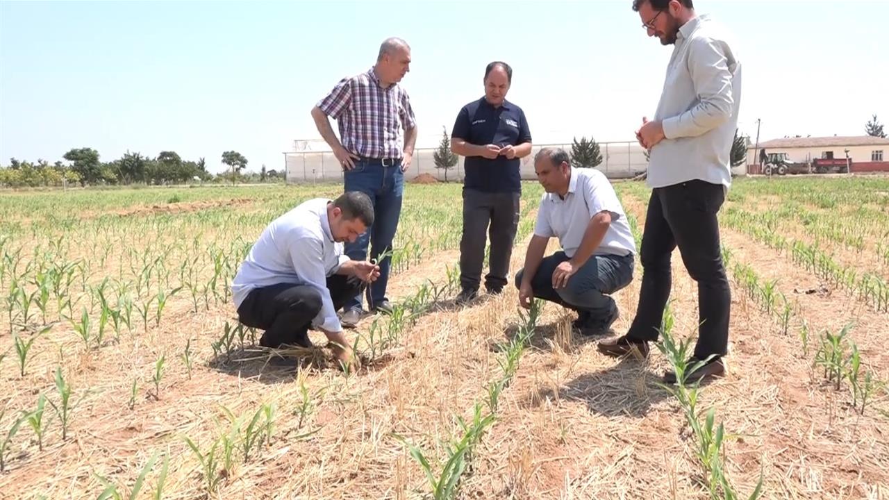 Şanlıurfa'da Anız Yakmadan Yüksek Verim Elde Ediliyor